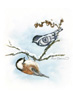 Chickadee